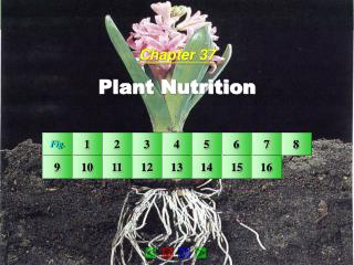 Chapter 37 Plant Nutrition