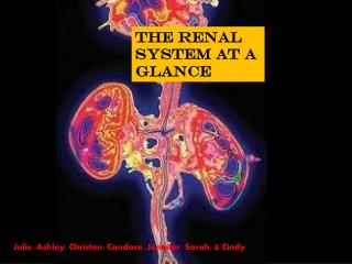 THE RENAL SYSTEM AT A GLANCE