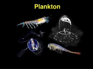 Plankton