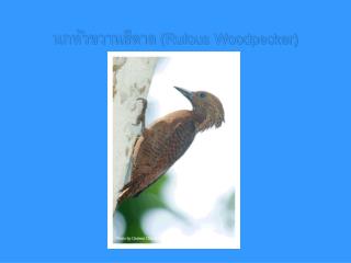 นกหัวขวานสีตาล (Rufous Woodpecker)