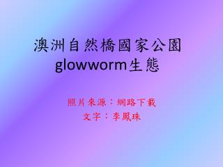 澳洲自然橋國家公園 glowworm 生態
