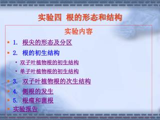 实验四 根的形态和结构