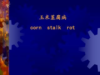 玉米茎腐病 corn stalk rot