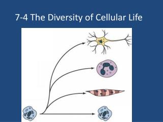 7-4 The Diversity of Cellular Life
