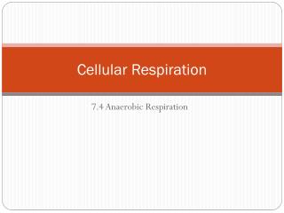 Cellular Respiration