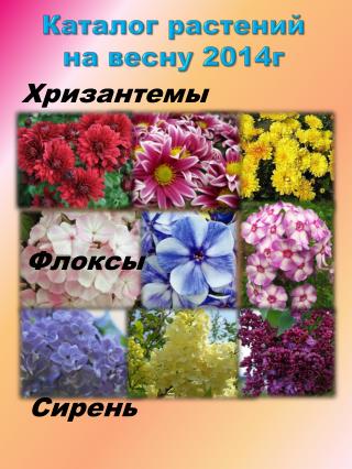 Каталог растений на весну 2014г