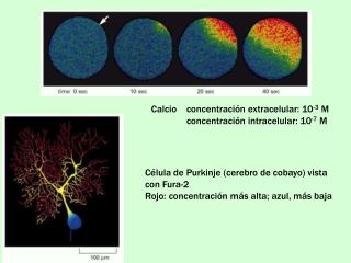 Calcio	concentración extracelular: 10 -3 M 	concentración intracelular: 10 -7 M