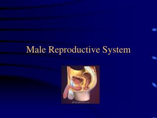 Male Reproductive System