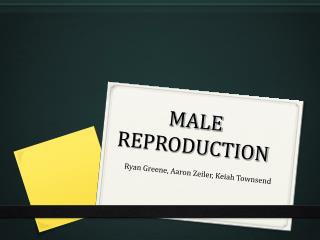MALE REPRODUCTION