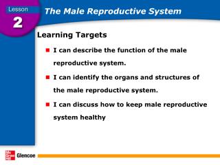 The Male Reproductive System