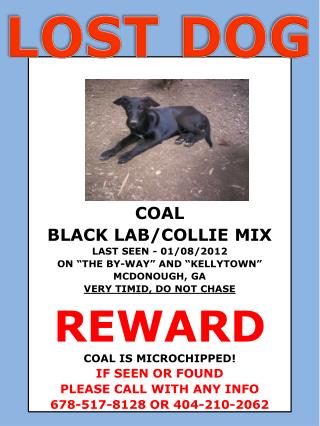 LOST DOG