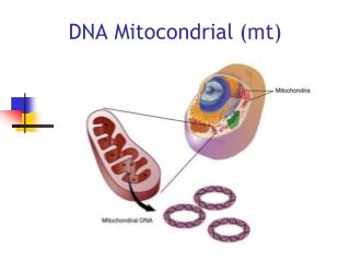 DNA Mitocondrial (mt)