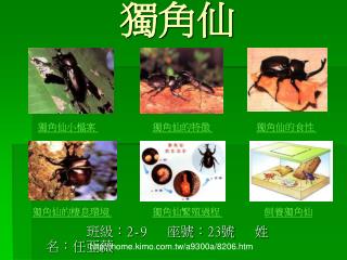 獨角仙