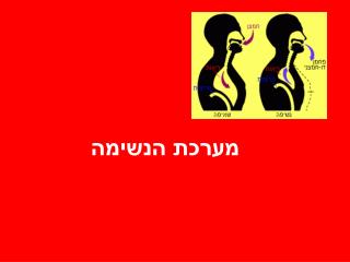 מערכת הנשימה