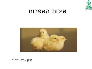 איכות האפרוח