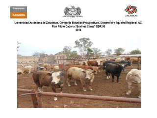 Proyecto Estratégico Territorial “Cadena Bovinos Carne” Plan Piloto 2014 Antecedentes