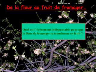De la fleur au fruit de fromager…