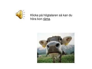 Klicka på högtalaren så kan du höra kon råma .