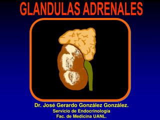 GLANDULAS ADRENALES