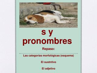 Determinantes y pronombres