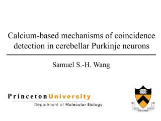 Learning rules in cerebellar plasticity