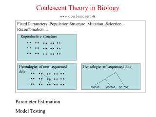 Fixed Parameters: Population Structure, Mutation, Selection, Recombination,...