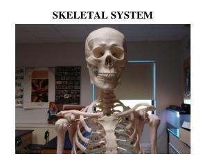 SKELETAL SYSTEM