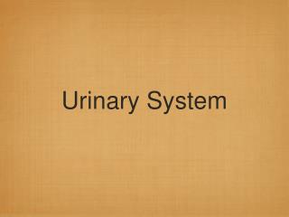 Urinary System