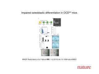 MHGP Raaijmakers et al. Nature 000 , 1 - 6 (2010) doi:10.1038/nature08 851