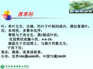 叶：单叶互生，全缘，托叶于叶柄间或内，偶似普通叶； 花：多两性，多聚伞花序； 萼筒与子房合生，偶 1 裂成叶状； 花冠筒状或漏斗状， 4-6-10 ；