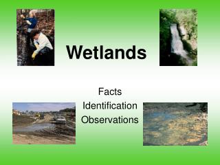 Wetlands