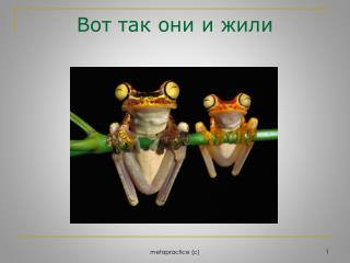 Вот так они и жили
