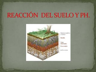 REACCIÓN DEL SUELO Y PH.