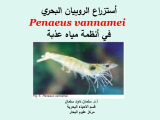 أستزراع الروبيان البحري Penaeus vannamei في أنظمة مياه عذبة