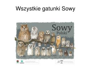 Wszystkie gatunki Sowy