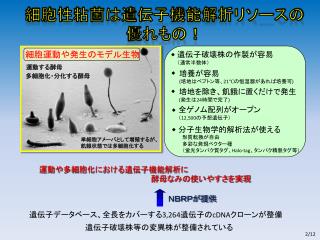 細胞性粘菌は遺伝子機能解析リソースの 優れもの！