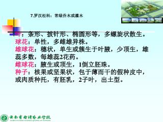 叶 ：条形、披针形、椭圆形等，多螺旋状散生。 球花 ：单性，多雌雄异株。 雄球花 ：穗状，单生或簇生于叶腋，少顶生，雄 蕊多数，每雄蕊 2 花药。 雌球花 ：腋生或顶生， 1 倒立胚珠。