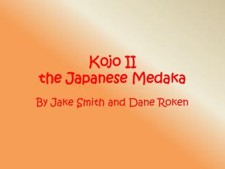 Kojo II the Japanese Medaka