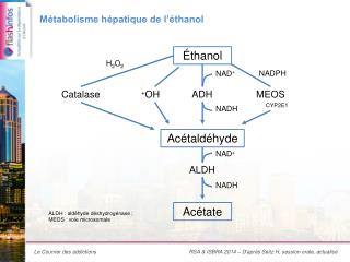 Métabolisme hépatique de l’éthanol