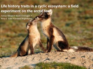 Life history traits in a cyclic ecosystem: a field experiment on the arctic fox