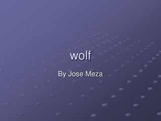 wolf