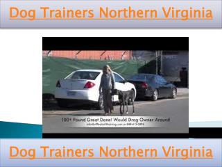 Dog Trainers Northern Virginia