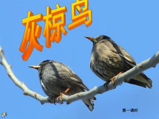 灰椋鸟