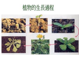 植物的生長過程