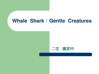 Whale Shark ： Gentle Creatures