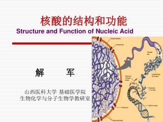 核酸的结构和功能
