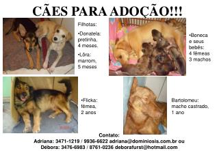 CÃES PARA ADOÇÃO!!!