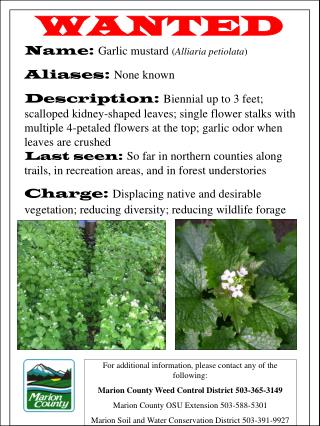 WANTED Name: Garlic mustard ( Alliaria petiolata ) Aliases: None known