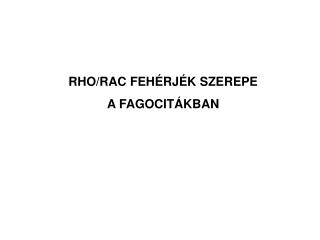 RHO/RAC FEHÉRJÉK SZEREPE A FAGOCITÁKBAN