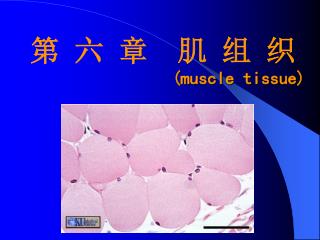 第 六 章 肌 组 织 (muscle tissue)